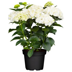 Hortensie Caipirinha Weiß Höhe ca. 30 cm Topf 5 l Hydrangea macrophylla