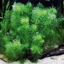 Dennerle Aquariumpflanze Egeria Densa, tropische Wasserpest im Aquarium.