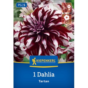 Kiepenkerl Blumenzwiebeln Dekorative Dahlie Tartan