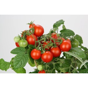 Blu Tomate Mini im Topf, rote und grüne Früchte an der Pflanze.