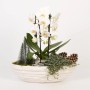 Orchideen-Arrangement im ovalen Keramiktopf mit Deko-Elementen wie Tannenzapfen und Mini-Tannenbaum.