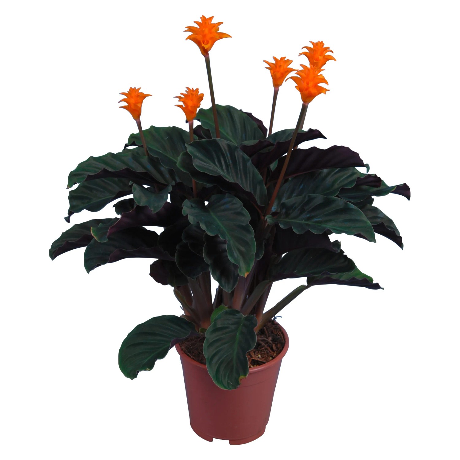 drachenbaum massangeana Dracaena 'Massangeana' – Corn Plant / Dragon Tree Easy Tropical Indoor  Plant – The Garland Guy