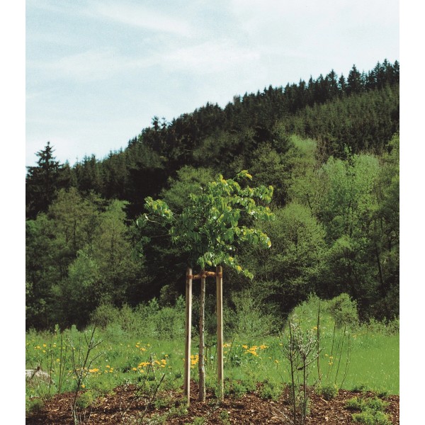 Holzpflock kaufen bei OBI