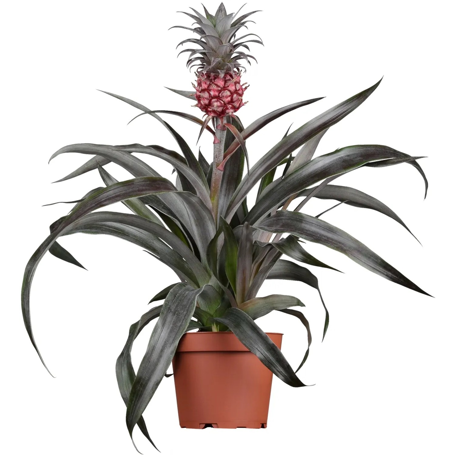 robusteste zimmerpflanze Elefantenfuß – Robuste Zimmerpflanze bestellen – MO BLUMEN main image 0