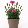 Nelke 'I Love You' im Topf: Rosa Blüten der Dianthus caryophyllus, ca. 25 cm hoch.