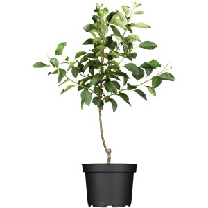GROW by OBI Bio Herbstapfel "Elstar" Höhe ca. 120 - 140 cm Topf ca. 7 l