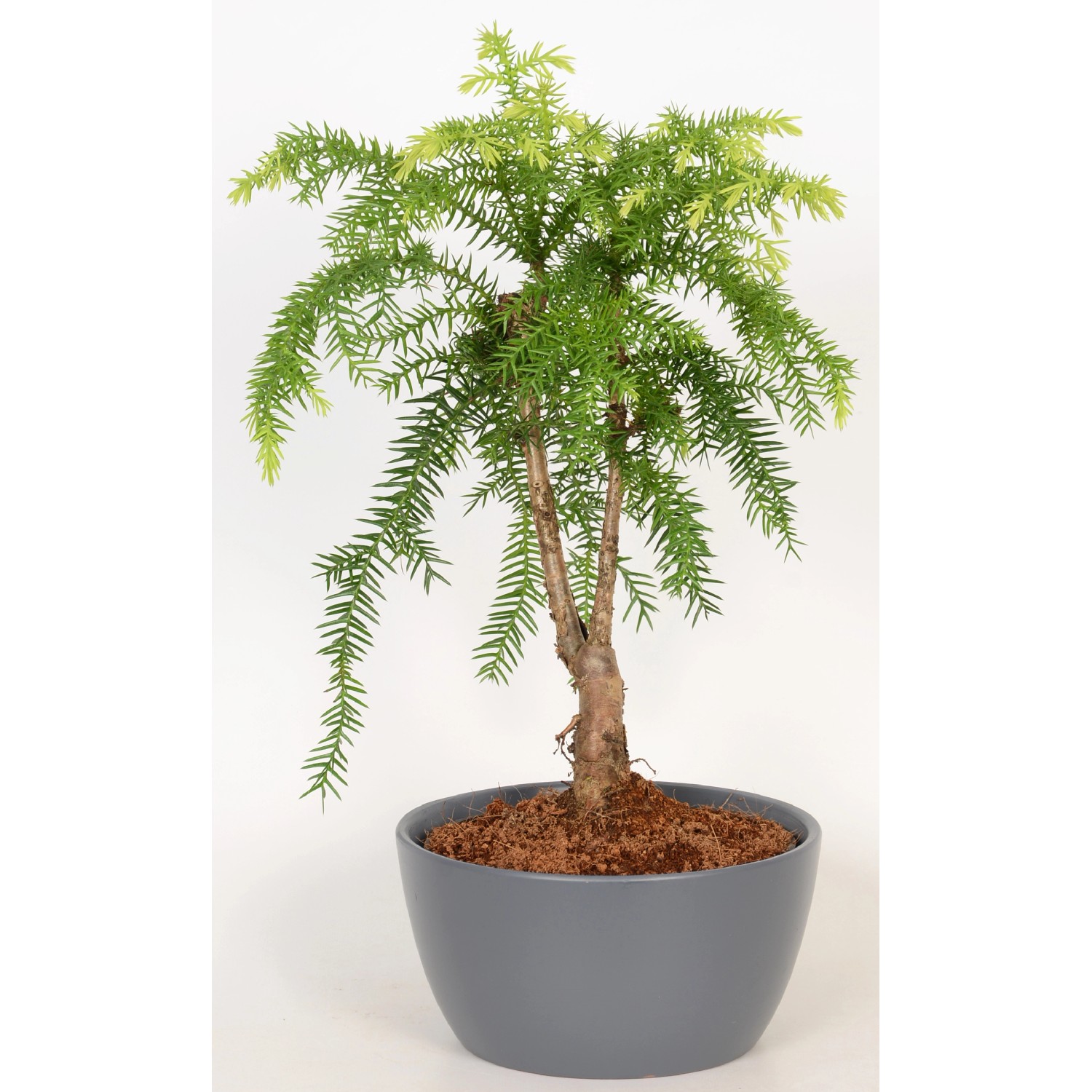 Arrangement Araucarie im KeramikGefäß TopfØ ca. 17 cm kaufen bei OBI