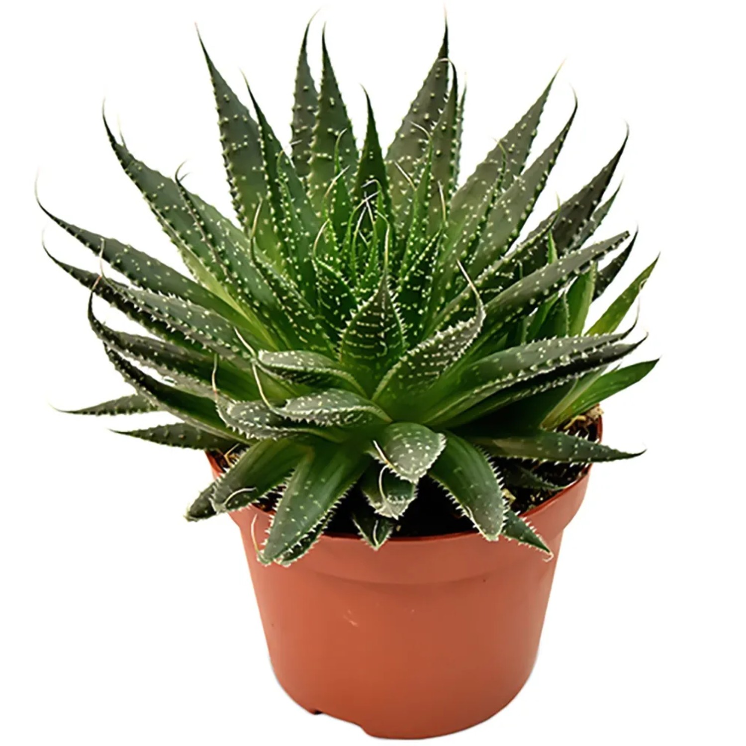 after sun aloe vera Hawaiian Tropic Aloe After Sun - Soothing Sunburn Relief main image 0