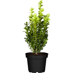OBI Buchsbaum Höhe ca. 10 - 20 cm Topf ca. 1 l Buxus sempervirens