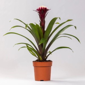 Bromelien kaufen bei OBI