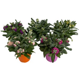 Farbenfrohe GROW by OBI Garten-Levkojen (Farbauswahl) in Töpfen, ca. 27 cm hoch.