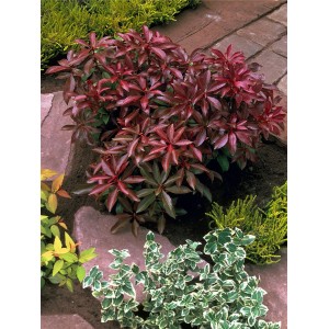 Schattenglöckchen 'Mountain Fire' mit roten Blättern und weißen Blüten im Topf.