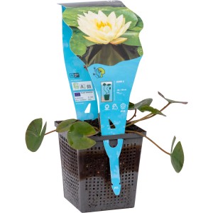 Seerose "Joey Tomocik" Gelb Topf-Ø ca. 11 cm Nymphaea