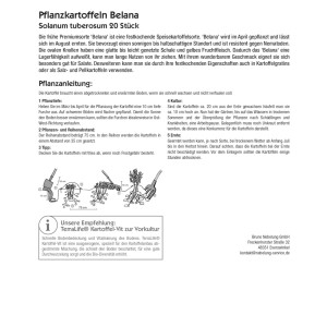 Kiepenkerl Pflanzkartoffeln Belana, 20 Stück, festkochend, ideal für Salate und gut lagerfähig.