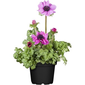Kronen-Anemone 'Pink' im Topf, eine farbenfrohe Frühjahrsbepflanzung für Beet und Steingarten.