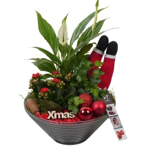 Weihnachtliches Pflanzen-Arrangement in roter Glasschale Topf-Ø ca. 19 cm