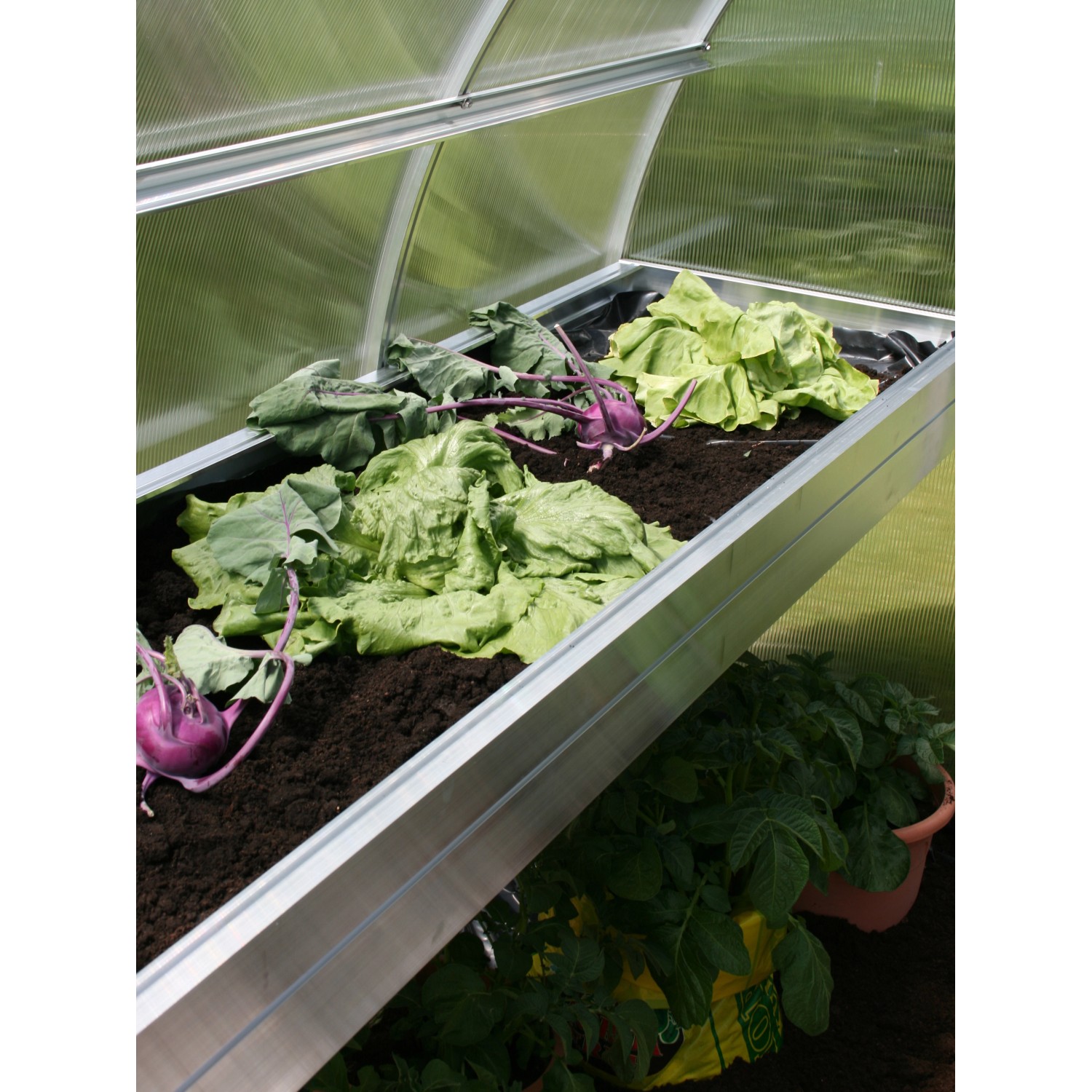 KGT Pflanzwanne Rhodo III aus Alu, bepflanzt mit Salat und Kohlrabi im Gewächshaus.