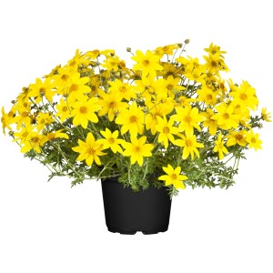 Gelbe Goldmarie (Bidens ferulifolia) im Topf, eine attraktive Hängepflanze für Beet und Kübel.