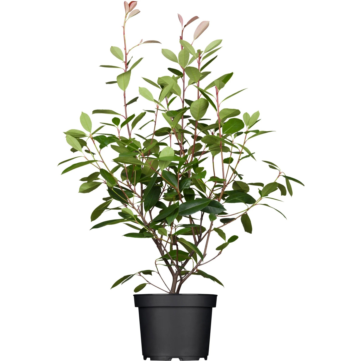 sticker kaktus Cactus Sticker – Kent East Hill Nursery main image 0
