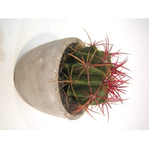 Sukkulenten-Kakteen-Mix im Beton-Topf, Ø 12cm, Zimmerpflanze.