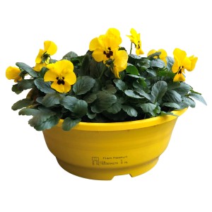 Gelbes Horn-Veilchen (Viola cornuta) im Topf für Balkon und Terrasse.