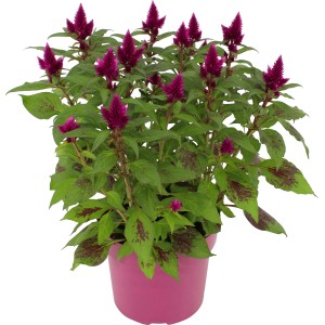 Federbusch-Celosie Deep Purple im Topf, violette Blütenstände, Kübelpflanze für Balkon und Terrasse.