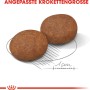 Zwei Kroketten Royal Canin Medium Adult 7+ Trockenfutter für mittelgroße Hunde.