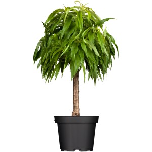 GROW by OBI Bio Nektarine 'Stark Red Gold' Höhe ca. 80 cm-100 cm Topf-Ø ca. 7 l