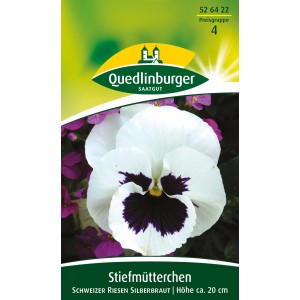 Quedlinburger Stiefmütterchen Schweizer Riesen Silberbraut mit weißer Blüte und dunklem Auge.