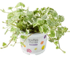 Gundelrebe "Summer Survivors" Topf-Ø ca. 12 cm Glechoma