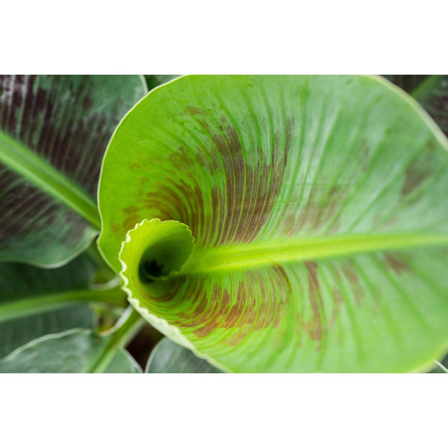 Junge Zwerg-Essbanane (Dwarf Cavendish) mit dekorativen, grün-braun gestreiften Blättern.