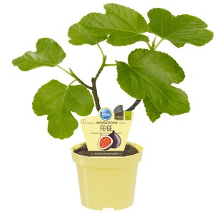 Blu Echte Feige Topf-Ø ca. 12 cm