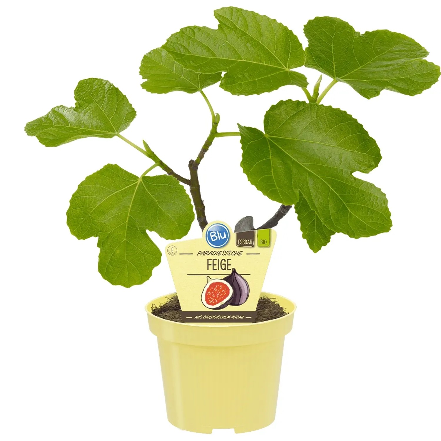 Ficus kaufen bei OBI