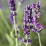 Nahaufnahme von blühendem, violettem Lavendel (Lavandula Angustifolia) im Topf.