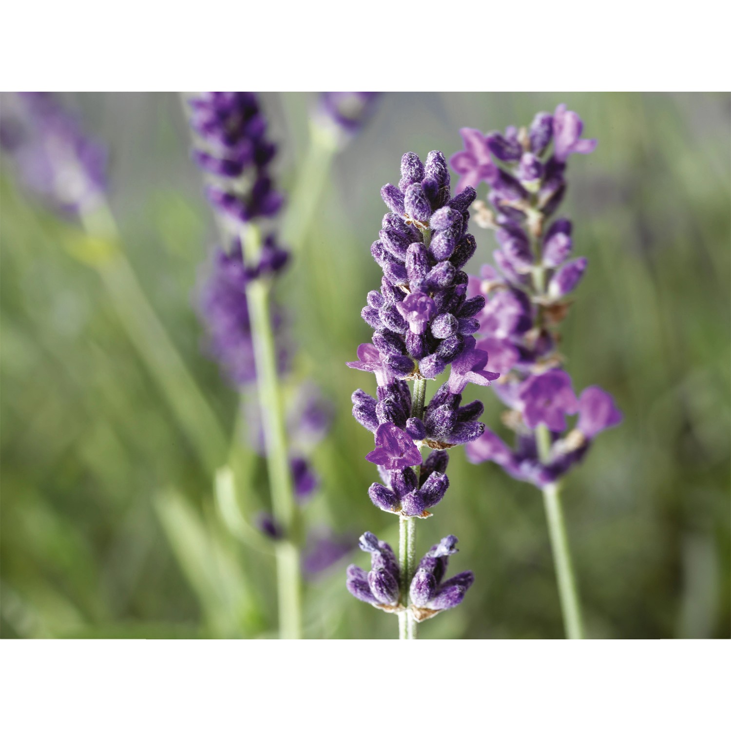 Nahaufnahme von blühendem, violettem Lavendel (Lavandula Angustifolia) im Topf.