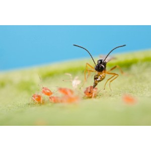 Schlupfwespe beim Bekämpfen von Blattläusen auf einem Blatt. Biohelp Nützlinge.