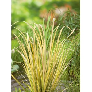 GROW by OBI Kalmus "Ogon" Topf-Ø ca. 12 cm Acorus grammineus