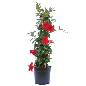 Rote GROW by OBI Dipladenia Pyramide im Topf, eine blühende Kübelpflanze mit Rankhilfe.