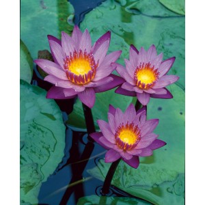 Drei blaue Seerosen (Nymphaea Hyb. 'Tropical Blue') mit gelber Mitte im Teich.