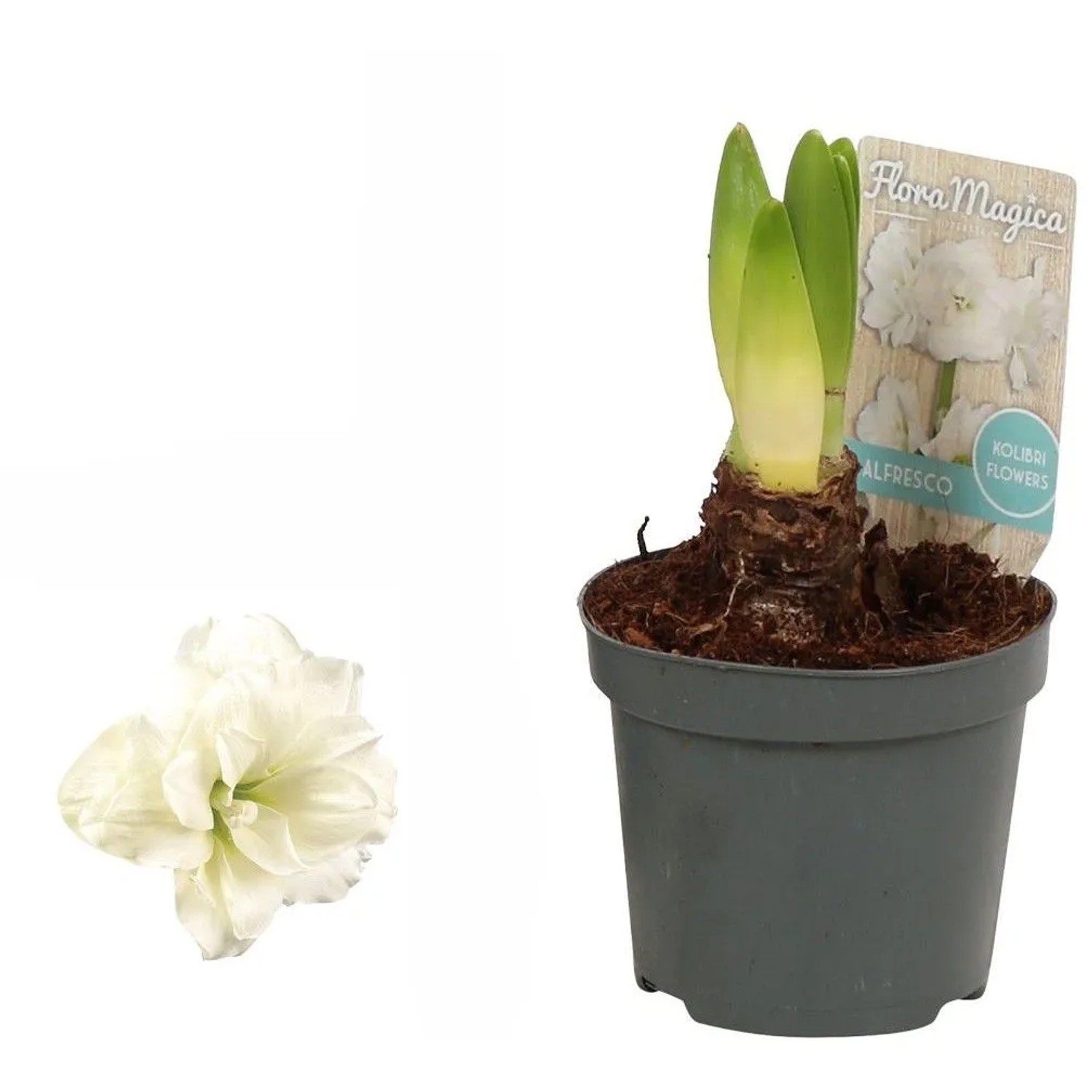 hippeastrum bltezeit Blumenzwiebeln Ritterstern Mystica - Hippeastrum Mystica