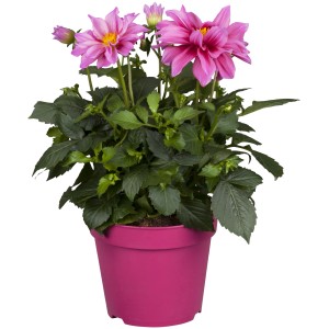 Dahlie 'Dahlietta Emily' im Topf mit rosa Blüten, ca. 25-30 cm hoch.