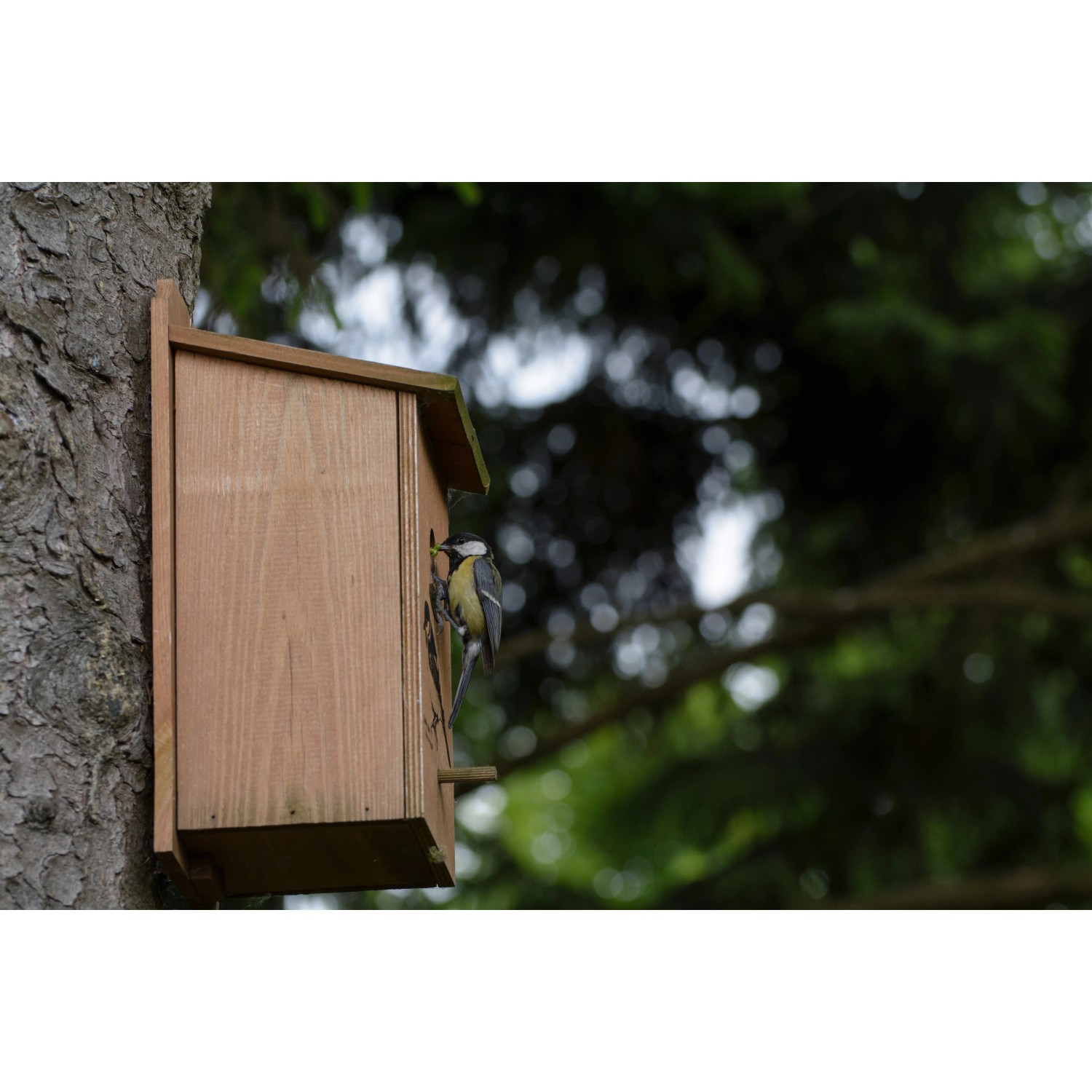 Kiefer Nistkasten mit Kohlmeise am Einflugloch (Ø32mm) an Baum montiert.