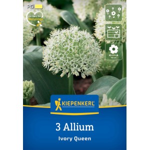 Kiepenkerl Zierlauch Ivory Queen, 3 Stück. Weiße, kugelförmige Blüte mit grünen Blättern.