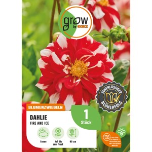GROW by OBI Dahlie Fire and Ice: Rot-weiße Blüte, Höhe ca. 90cm.