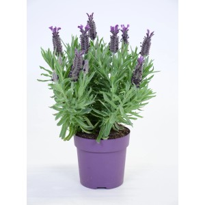 Lavendel "Summer Survivors" Topf-Ø ca. 12 cm Lavandula