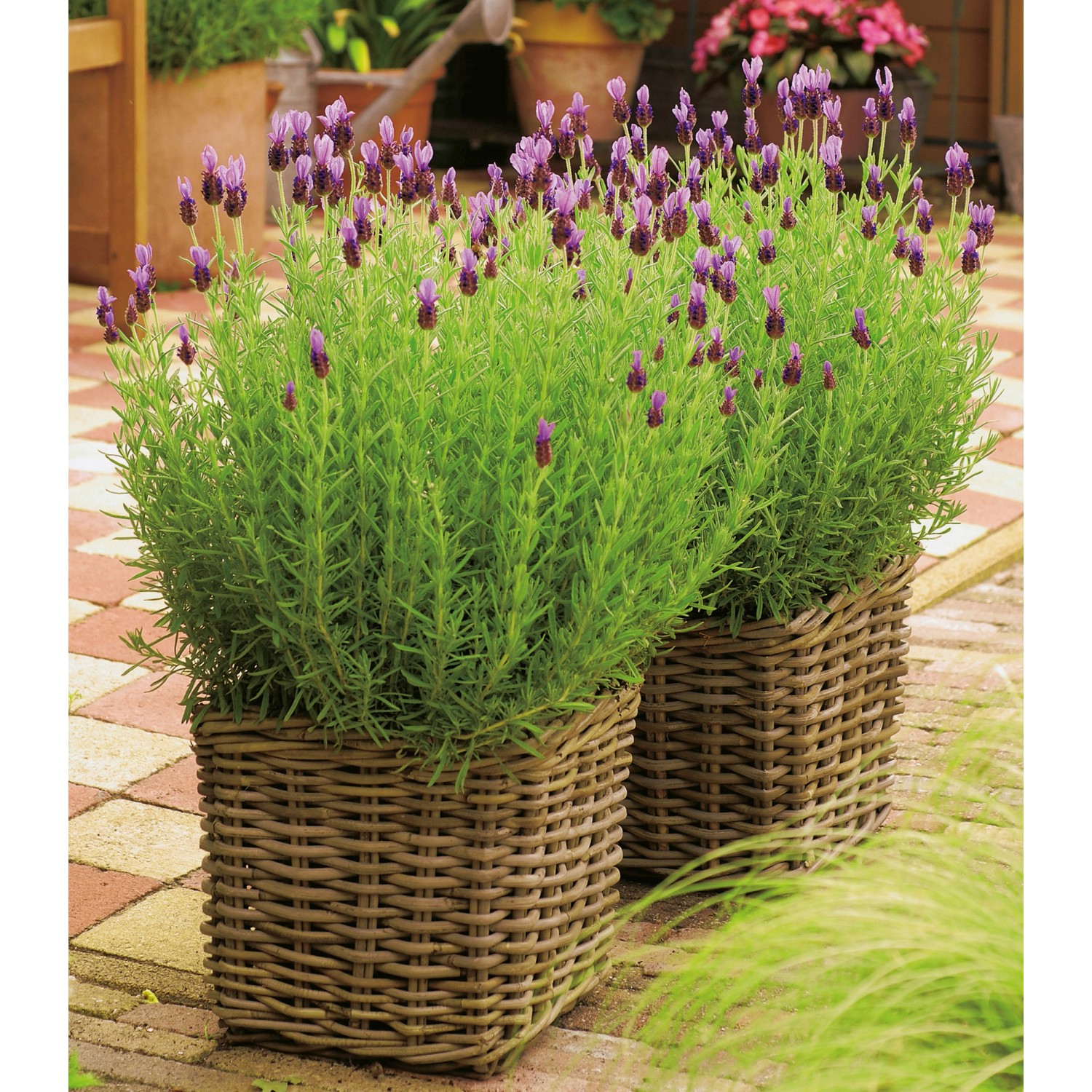 OBI Lavendel Anouk im Topf (ca. 17cm), Lavandula stoechas, mit lila Blüten.
