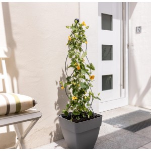 Windhager Rankturm Obelisk Twist, 100 cm hoch, mit gelben Kletterpflanzen im Topf.