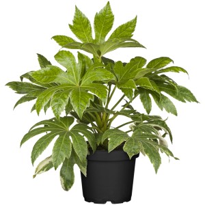 Zimmeraralie (Fatsia Japonica) im Topf, grüne Zimmerpflanze mit großen Blättern.