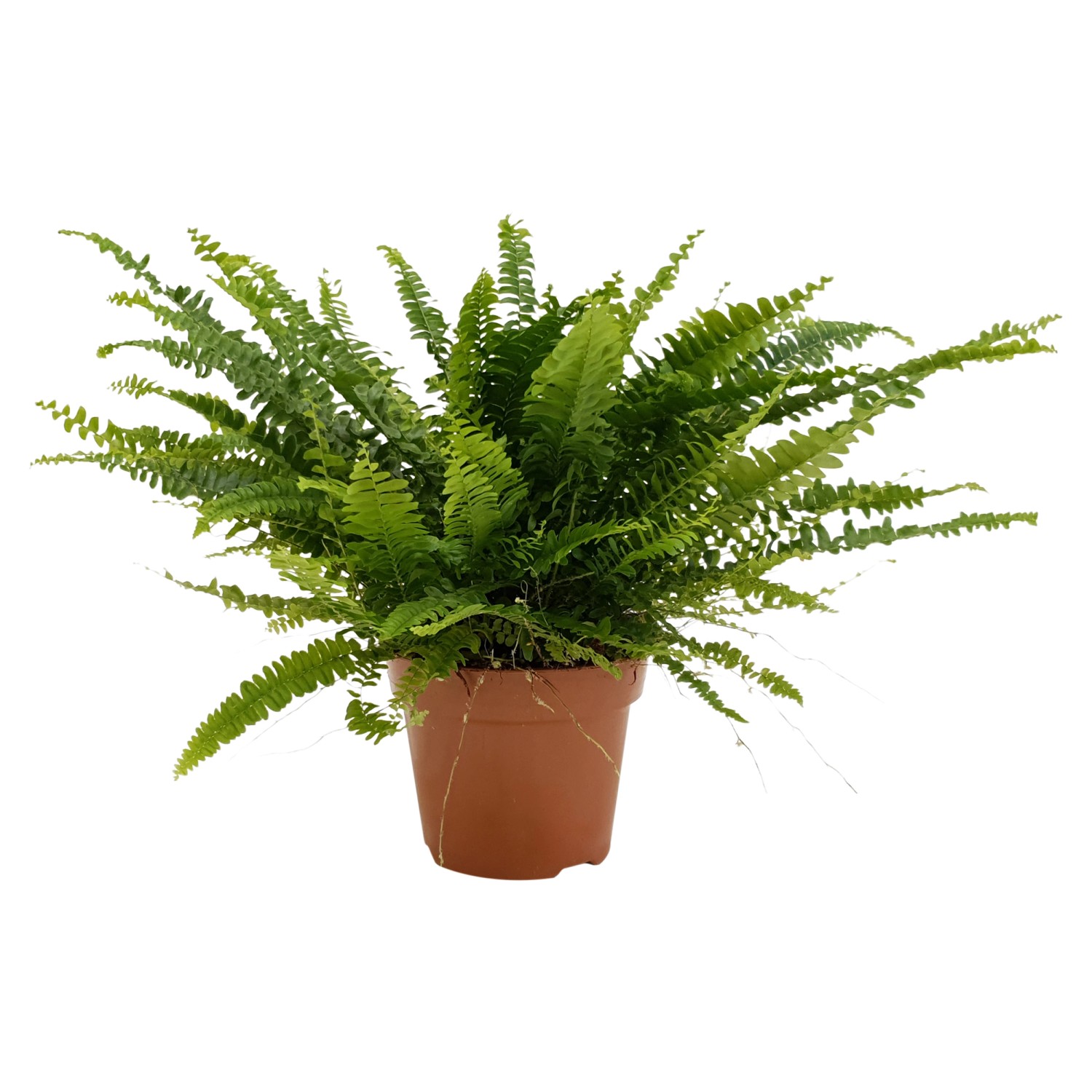 Grüner Farn im braunen Topf, ca. 45-55 cm hoch, Topf-Ø ca. 17 cm. Dekorative Grünpflanze für halbschattige Standorte.