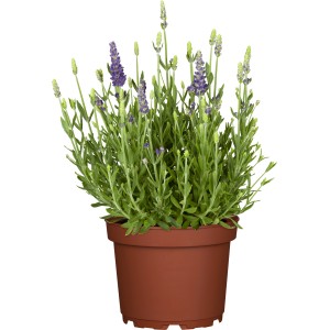 GROW by OBI  Echter Lavendel Topf-Ø ca. 13 cm Lavandula angustifolia